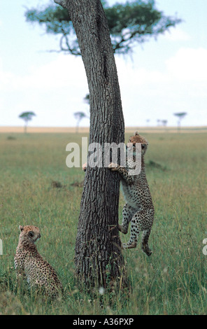 Young Cheetahs playing at climbing a tree in Masai Mara National Reserve Kenya East Africa