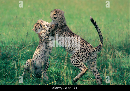 Young Cheetahs playing in Masai Mara National Reserve Kenya East Africa Stock Photo