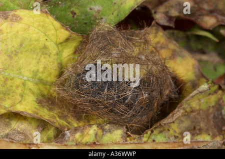Ruby Tiger cocoon - Phragmatobia fuliginosa Stock Photo