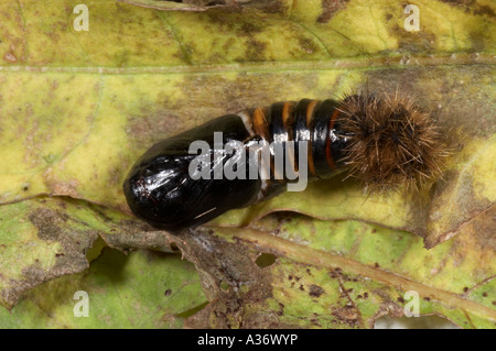 Ruby Tiger pupa - Phragmatobia fuliginosa Stock Photo