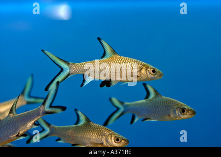 Balantiocheilos melanopterus Tropical Aquarium Fish Stock Photo