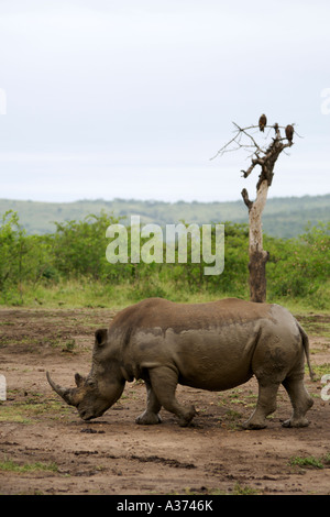 Rhino in Hluhluwe National Park South Africa Stock Photo - Alamy