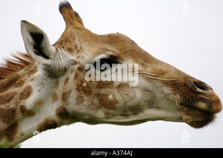 Portrait of a giraffe (giraffe camelopardalis) in South Africa's Hluhluwe-Umfolozi National Park. Stock Photo