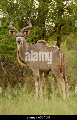 A male kudu (Tragelaphus strepsiceros) in South Africa's Kruger National Park. Stock Photo