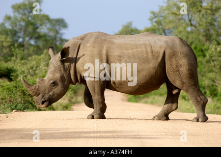 A white rhinoceros (Ceratotherium simum) crossing a road in South Africa's Kruger National Park. Stock Photo