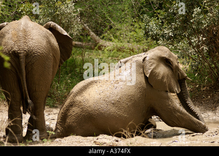 Elephants (Loxodonta Africana) wallowing in a mud bath in South Africa's Kruger National Park. Stock Photo