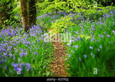 A winding footpath leads through a green bluebell wood in full bloom. Stock Photo