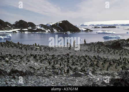 Adelie Penguin Pygoscelis adeliae Torgenson Island Antarctic tourists Stock Photo