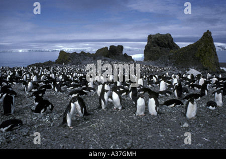 Adelie Penguins Pygoscelis adeliae on King George Island Antarctic Stock Photo