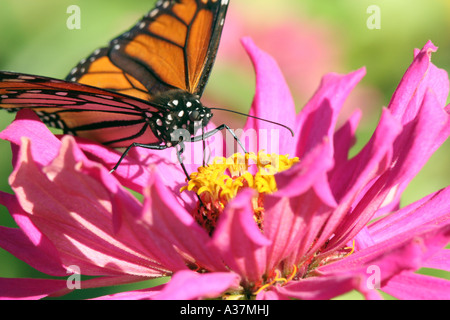 A monarch butterfly sips nectar from a zinnia flower. Stock Photo