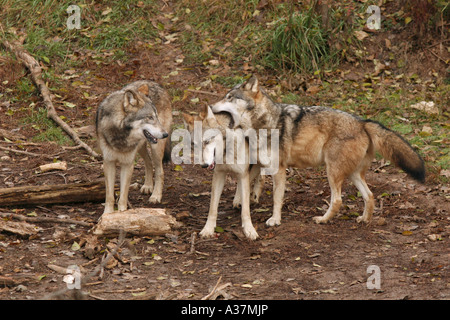 Wolves Roughhousing Three wolves rough housing Stock Photo - Alamy