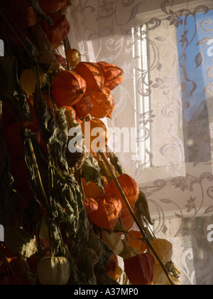 Dried flowers in window Stock Photo