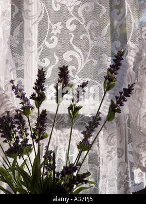 Dried flowers in window Stock Photo