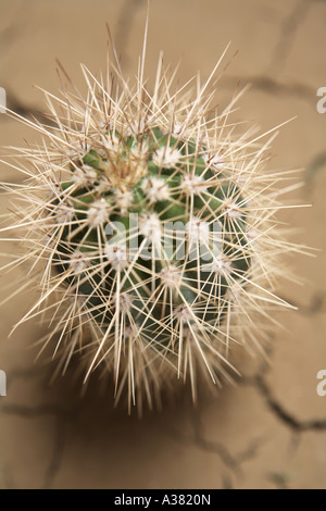Cactus Stock Photo