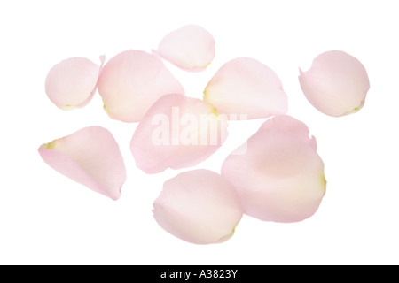 Pink Rose Petals Stock Photo