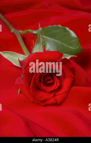 Red Rose Stock Photo