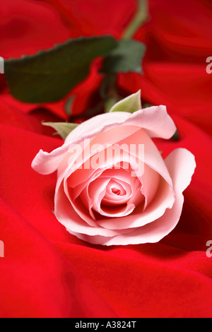 Pink Rose on Red Fabric Stock Photo