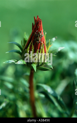 Aphids on a Gazania flower bud Stock Photo