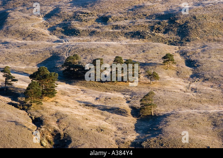 Caledonian pine trees on Mar Lodge Estate, Cairngorm National Park, Braemar, heather and moorland view, Scotland uk Stock Photo