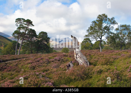 Scottish purple heather moors and Caledonian Pine trees in Mar Lodge Estate, Braemar Cairngorms National Park Scotland UK Stock Photo