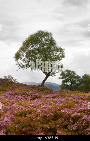 Morrone Birkwood  Scottish heather moors and Silver Birch trees Mar Estate, Braemar Aberdeenshire Scotland, UK Cairngorms National Park, UK Stock Photo