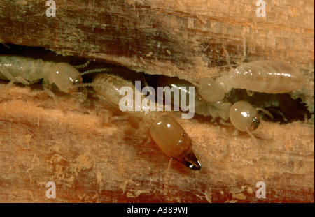 Termites, Reticulitermes lucifugus. Soldier and workers on timber Stock Photo