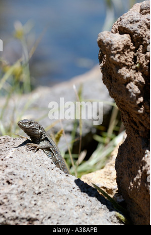 lizard (Gallotia galloti) peeping out from behind the rocks;Tenerife, Canarian Islands, Spain Stock Photo