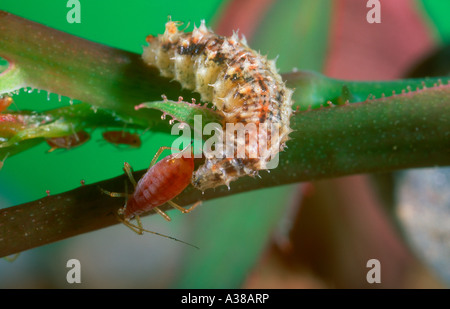 Hover-fly, Family Syrphidae. Larva eating a Rose Aphid (Macrosiphum rosae) Stock Photo