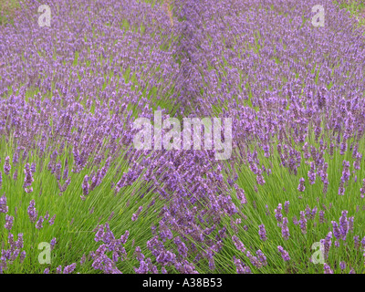 Lavender growing in field, Heacham, Norfolk, England, United Kingdom Stock Photo