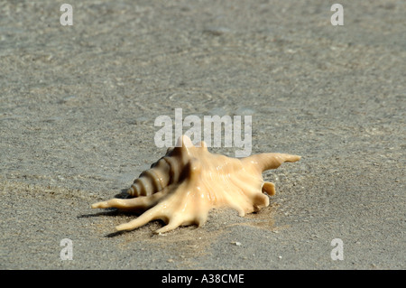 Seashell on tropical beach Stock Photo