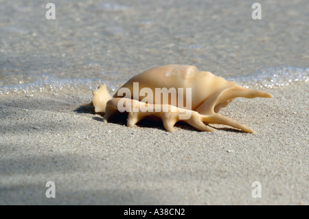 Spidershell on the sandy beach Stock Photo