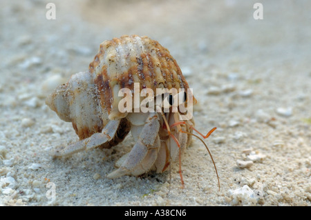 hermit crab  in hurry Stock Photo