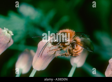 Red Mason Bee, Osmia bicornis. Collecting nectar on flower Stock Photo
