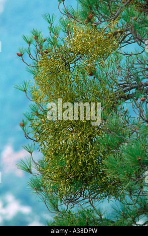 Mistletoe, Viscum album. With mature berries. Parasiting a Pine Tree Stock Photo