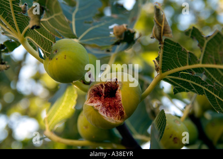 A ripe fig on the tree which has burst open to reveal the pink flesh inside. Stock Photo