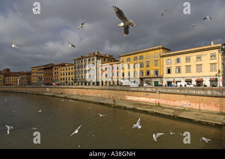 Traditional buildings along the river Arno in Pisa with sea gulls in the air - taken from the Ponte di Mezzo (middle bridge). Stock Photo