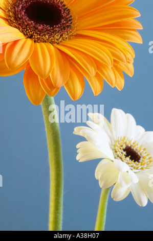 England,UK. Orange and white Gerbera flower heads photographed against a plain blue background. (Gerbera jamesonii) Stock Photo