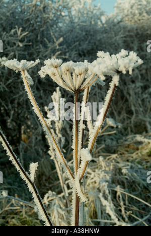 Rime frost on a dried cow parsley seed head December 2006 Stock Photo