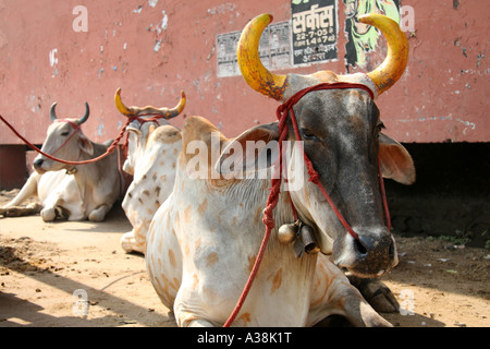 Zebu cow with painted horns during Diwali in Orchha, Madhya Pradesh, India Stock Photo