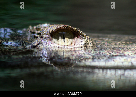 Crocodile close-up in Singapore Zoo Stock Photo