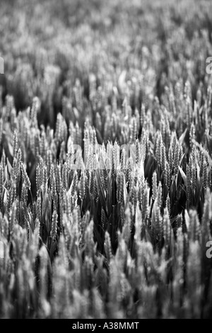 Wheat (Triticum aestivum) crop, ripening field at dusk, West Yorkshire ...