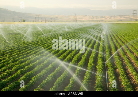 Potato field under sprinkler irrigation, Bakersfield, California Stock Photo