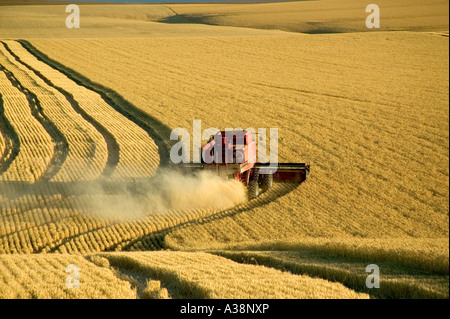Combine harvesting wheat, Stock Photo