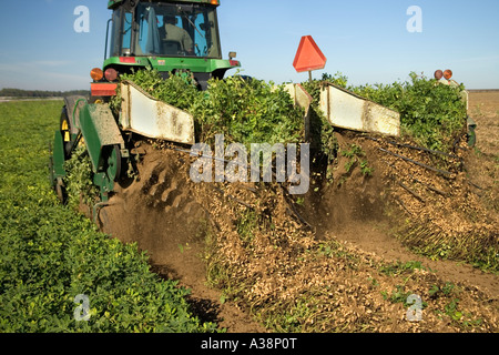 Peanut digger inverting crop, John Deere Tractor. Stock Photo