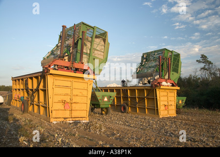 Cotton pickers dumping harvested bolls into module builder, Georgia Stock Photo