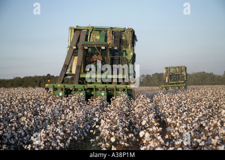 Four row cotton pickers harvesting cotton, Roundup Ready, Stock Photo