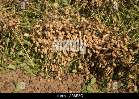 Inverted peanuts drying, harvest. Stock Photo