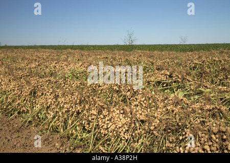 Inverted peanut field, Stock Photo