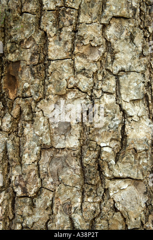 Bark of the Mahogany tree, Everglades National Park, Florida Stock Photo