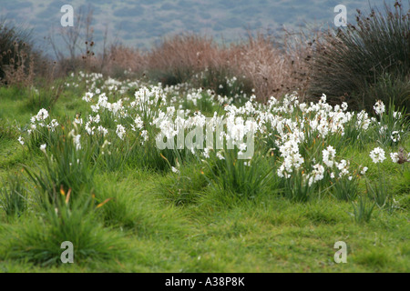 Field of Tazetta Narcissus Papyraceus flowering in spring Salema Bay Algarve Portugal Stock Photo